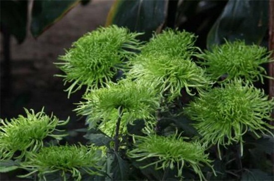 绿菊花的养殖办法和留意事项，夏季防晒避免灼伤