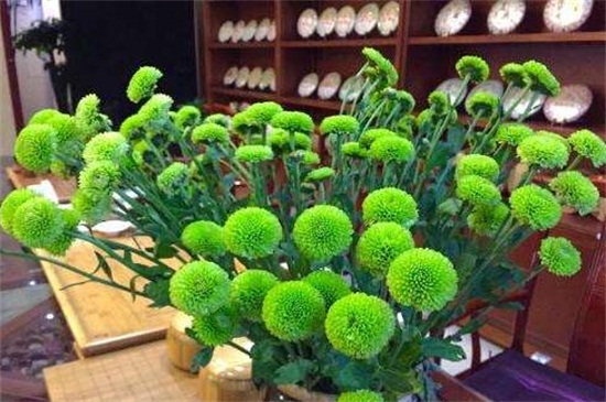 绿菊花的养殖办法和留意事项，夏季防晒避免灼伤