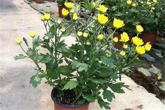 菊花叶子发黄咋回事，土壤不适水肥不当