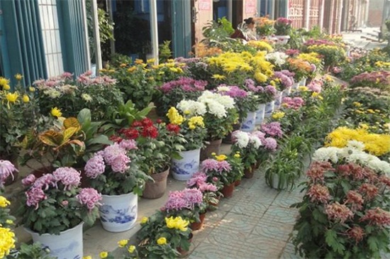 菊花叶子发黄咋回事，土壤不适水肥不当