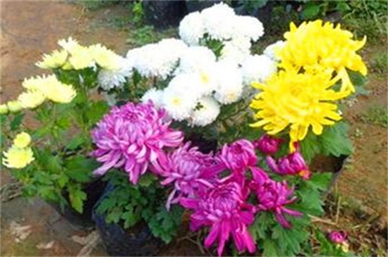 菊花叶子发黄咋回事，土壤不适水肥不当