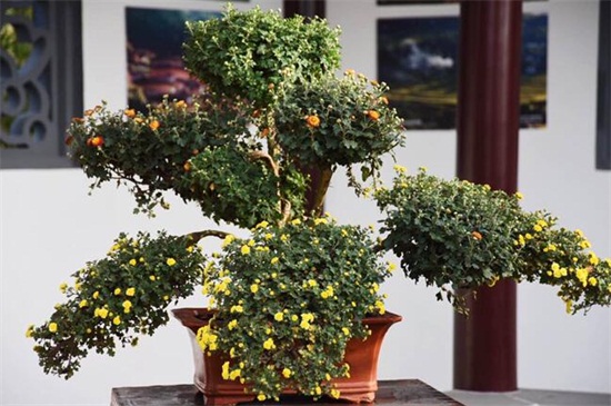 菊花叶子发黄咋回事，土壤不适水肥不当