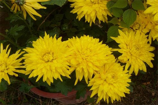 什么时间扦插菊花,春季3~5月扦插成活率高