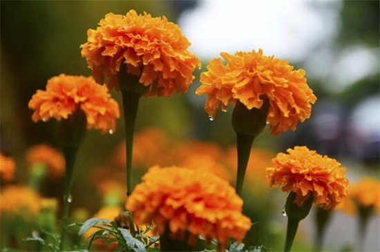 什么时间扦插菊花,春季3~5月扦插成活率高