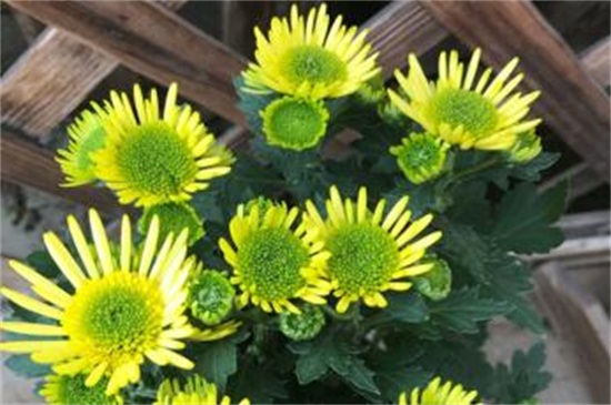 什么时间扦插菊花,春季3~5月扦插成活率高