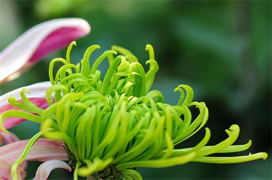 绿色菊花有哪些种类，碧海翠龙的花朵是碧绿色