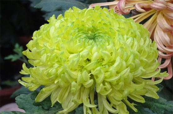 绿色菊花有哪些种类,碧海翠龙的花朵是碧绿色