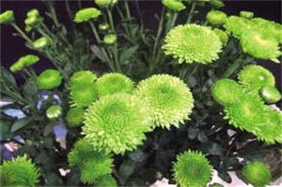 绿色菊花有哪些种类,碧海翠龙的花朵是碧绿色