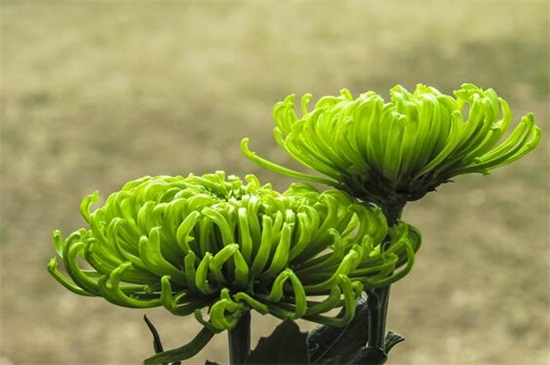 绿色菊花有哪些种类，碧海翠龙的花朵是碧绿色