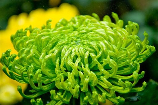 绿色菊花有哪些种类,碧海翠龙的花朵是碧绿色