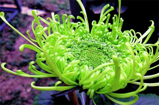 绿色菊花有哪些种类,碧海翠龙的花朵是碧绿色