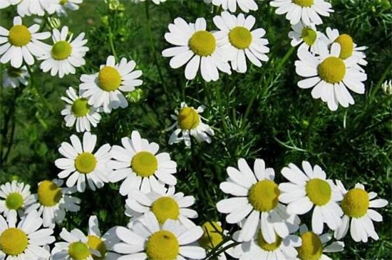 白晶菊如何种，老花匠教你种爆盆