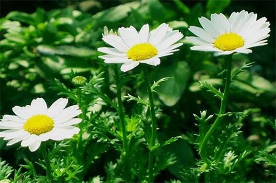 白晶菊如何种，老花匠教你种爆盆