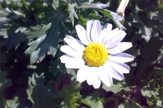 白晶菊如何种，老花匠教你种爆盆