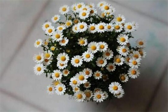 白晶菊如何种，老花匠教你种爆盆