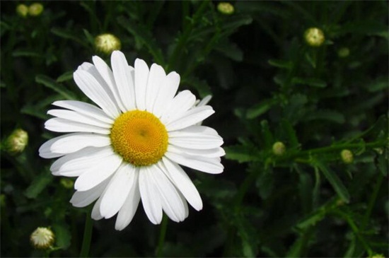 白晶菊和大滨菊的区别，4种更快区分的办法