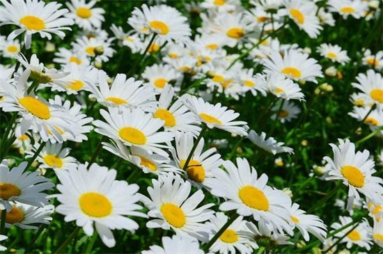 白晶菊和大滨菊的区别，4种更快区分的办法