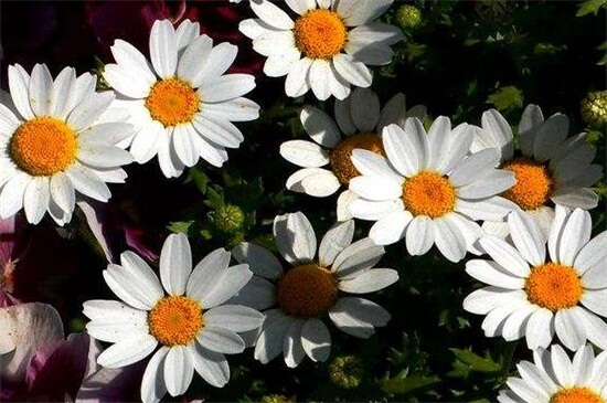 白晶菊和大滨菊的区别，4种更快区分的办法