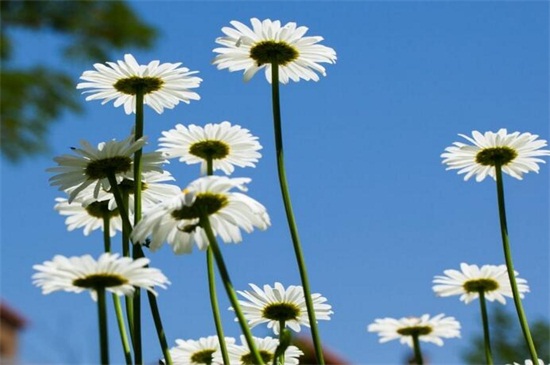 白晶菊和大滨菊的区别，4种更快区分的办法