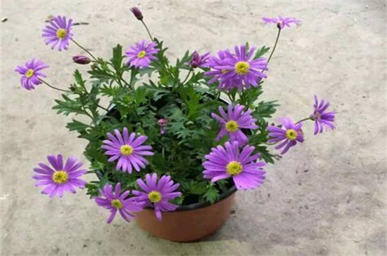 姬小菊能过冬吗,能但不宜长久过冬