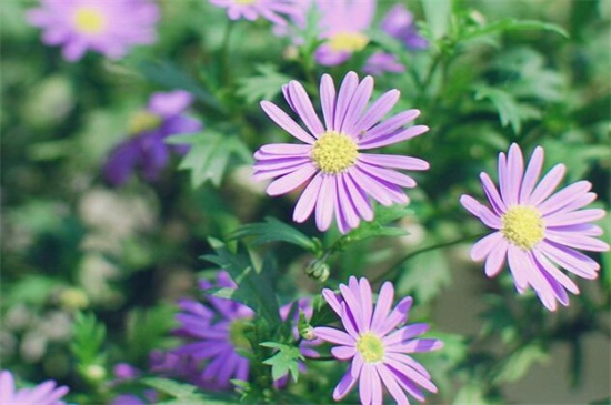 姬小菊能过冬吗,能但不宜长久过冬