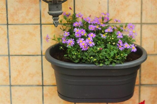 姬小菊能过冬吗,能但不宜长久过冬