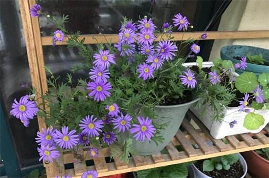 姬小菊摘心图解,摘心和抹芽以控制株型高度