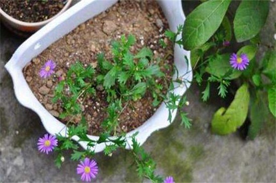 姬小菊摘心图解,摘心和抹芽以控制株型高度