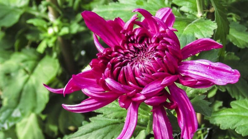 盆栽菊花的养殖办法