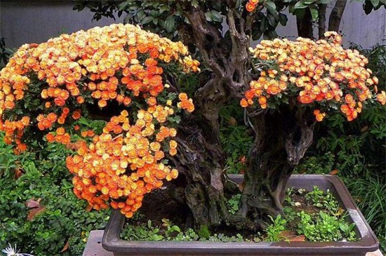 盆栽菊花的养殖办法