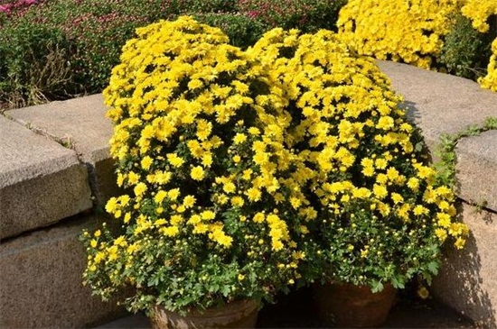 盆栽菊花的养殖办法