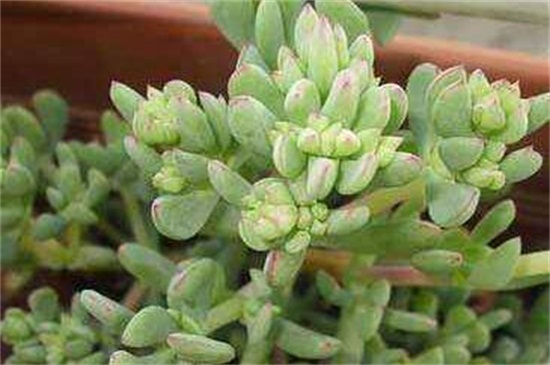 白凤菊和鹿角海棠如何区别，科属形态不同