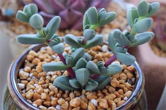 白凤菊和鹿角海棠如何区别，科属形态不同