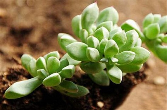 白凤菊和鹿角海棠如何区别，科属形态不同