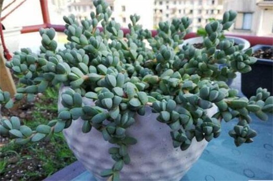 白凤菊和鹿角海棠如何区别，科属形态不同