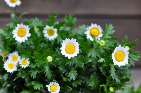 如何使白晶菊在元旦开花,提前播种并疏剪侧枝