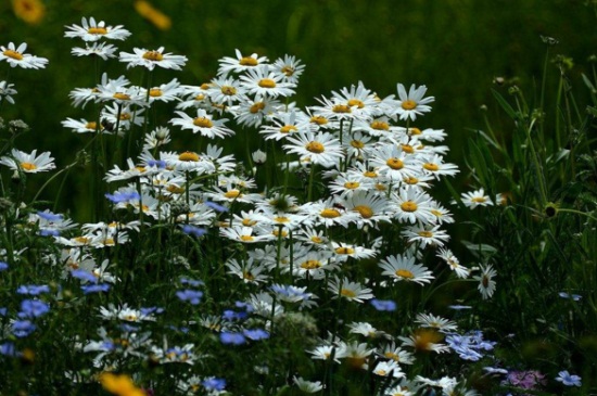如何使白晶菊在元旦开花,提前播种并疏剪侧枝