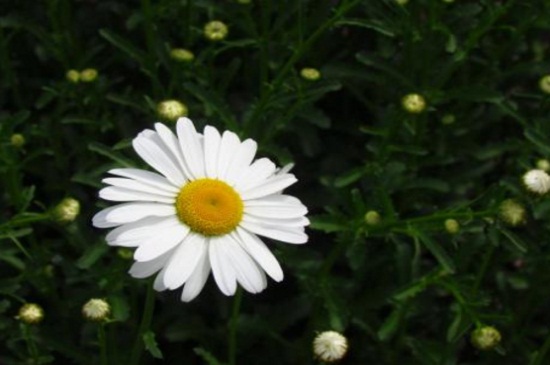 白晶菊花谢了如何处理，脱盆挖根并清理枯叶