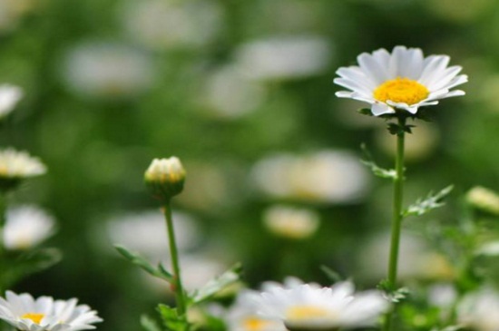 白晶菊花谢了如何处理，脱盆挖根并清理枯叶