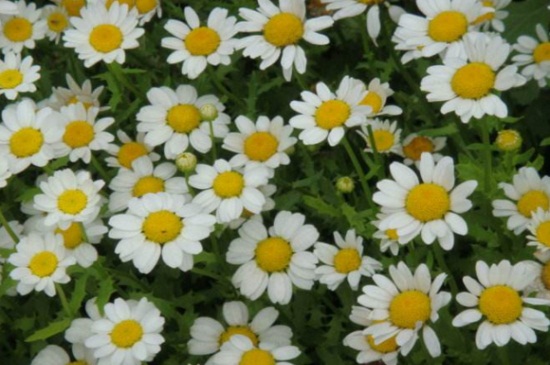 白晶菊花谢了如何处理，脱盆挖根并清理枯叶