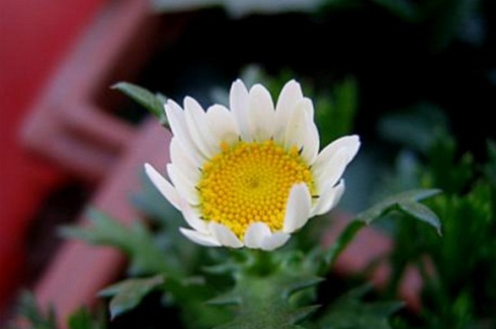 白晶菊如何养，4种养殖技巧快速爆盆