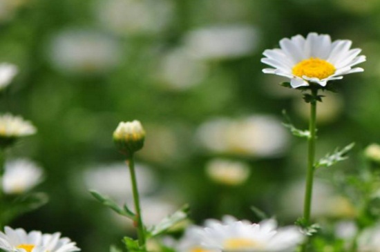 白晶菊如何养，4种养殖技巧快速爆盆