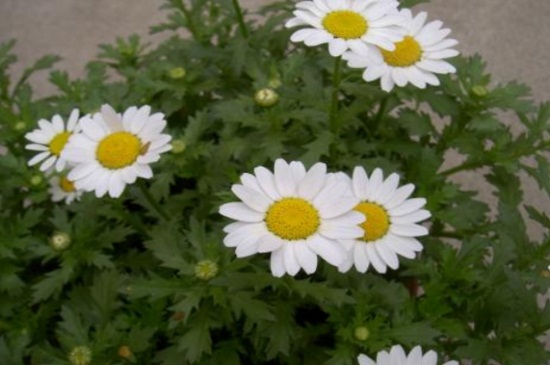 白晶菊如何养，4种养殖技巧快速爆盆