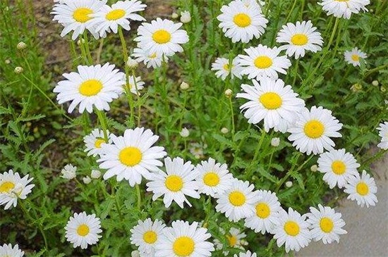 白晶菊冬季养殖的禁忌，缺乏光照容易冻伤植株