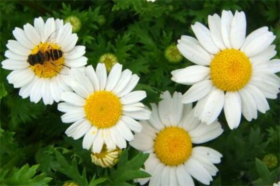 白晶菊冬季养殖的禁忌，缺乏光照容易冻伤植株