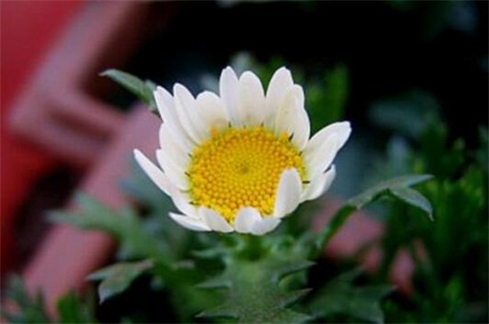 白晶菊冬季养殖的禁忌，缺乏光照容易冻伤植株