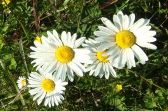 白晶菊冬季养殖的禁忌，缺乏光照容易冻伤植株