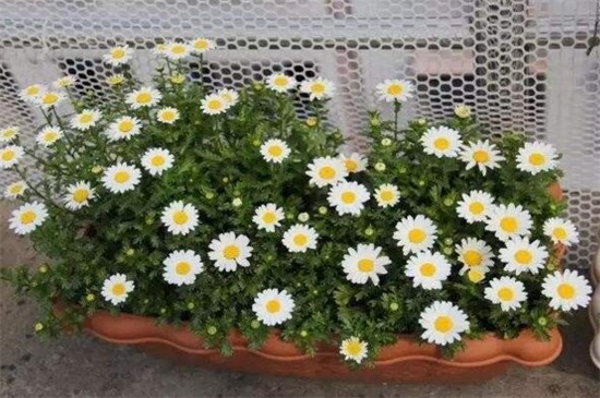 白晶菊虫害及预防和治疗办法，蚜虫清洗喷洒药剂