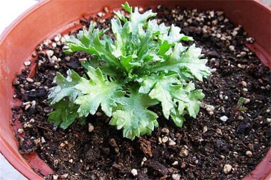 白晶菊虫害及预防和治疗办法，蚜虫清洗喷洒药剂