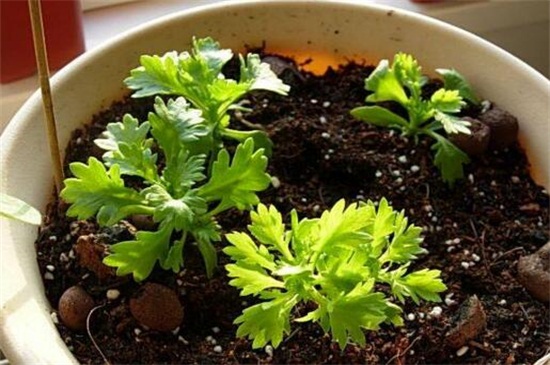 白晶菊虫害及预防和治疗办法，蚜虫清洗喷洒药剂